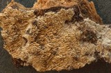 Steccherinum oreophilum image