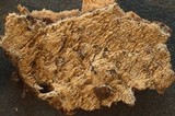 Steccherinum oreophilum image