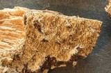 Steccherinum oreophilum image