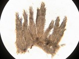 Steccherinum oreophilum image