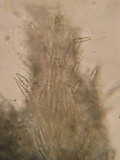 Steccherinum oreophilum image