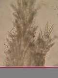 Steccherinum oreophilum image