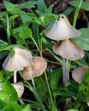 Conocybe apala image