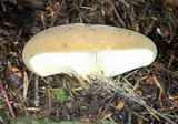 Tapinella atrotomentosa image