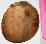 Tapinella atrotomentosa image