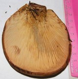 Tapinella atrotomentosa image