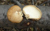 Polyporus gayanus image