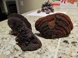 Phellinus gilvus image