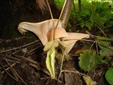 Clitocybe gibba image