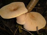 Clitocybe gibba image