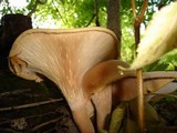 Clitocybe gibba image