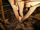 Clitocybe gibba image