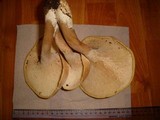 Clitocybe gibba image