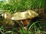 Boletus satanas image