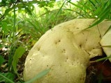 Boletus satanas image