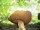 Boletus satanas image