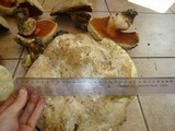 Boletus satanas image