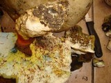 Boletus satanas image