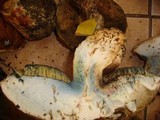 Boletus satanas image
