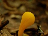 Clavulinopsis laeticolor image