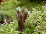 Clavulina cinerea image