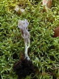 Clavulina cinerea image