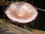 Panus neostrigosus image