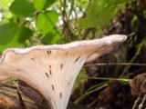 Panus neostrigosus image