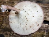 Panus neostrigosus image