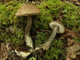 Leccinum snellii image