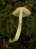 Leccinum snellii image