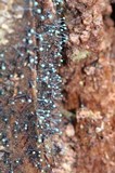 Dendrostilbella smaragdina image