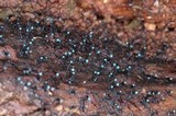 Dendrostilbella smaragdina image