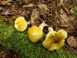 Tricholoma subsejunctum image