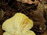 Tricholoma subsejunctum image