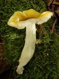 Tricholoma subsejunctum image