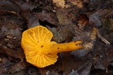Cantharellus minor image