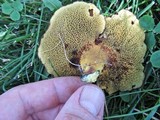 Boletinellus merulioides image