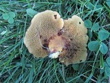 Boletinellus merulioides image