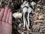 Leucocoprinus cepistipes image