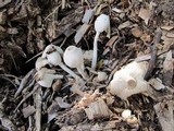 Leucocoprinus cepistipes image