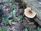 Royoporus badius image