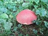 Boletochaete bicolor image