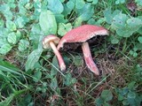 Boletochaete bicolor image