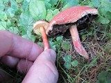 Boletochaete bicolor image