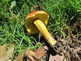 Boletus sensibilis image