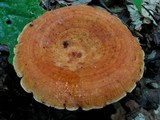 Lactarius peckii image