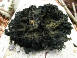 Scorias spongiosa image