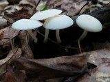Cuphophyllus virgineus image