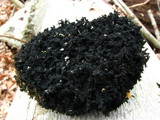 Scorias spongiosa image
